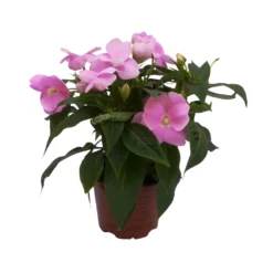 Edellieschen Flieder, Topf -Ø 12 Cm, 6er-Set -Garten Saat Verkäufe 0610110038 Impatiens NG flieder 6 88497
