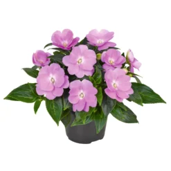Edellieschen Flieder, Topf -Ø 12 Cm, 6er-Set -Garten Saat Verkäufe 0610110038 Impatiens T12 13 flieder Set 6Stueck1 74428