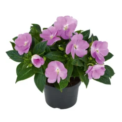Edellieschen Flieder, Topf -Ø 12 Cm, 6er-Set -Garten Saat Verkäufe 0610110038 Impatiens T12 13 flieder Set 6Stueck2 74427