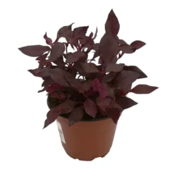 Papageienstrauch 'Choco Chili', 6er-Set, Dunkelviolett-purpurrot, Topf 12 Cm Ø 10 Papageienstrauch 'Choco Chili', 6er-Set, Dunkelviolett-purpurrot, Topf 12 Cm Ø -Garten Saat Verkäufe 0610180162 Alternanthera 2 88239