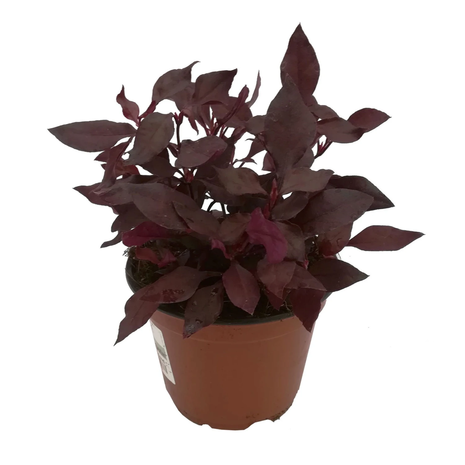 Papageienstrauch 'Choco Chili', 6er-Set, Dunkelviolett-purpurrot, Topf 12 Cm Ø 5 Papageienstrauch 'Choco Chili', 6er-Set, Dunkelviolett-purpurrot, Topf 12 Cm Ø – Bild 3