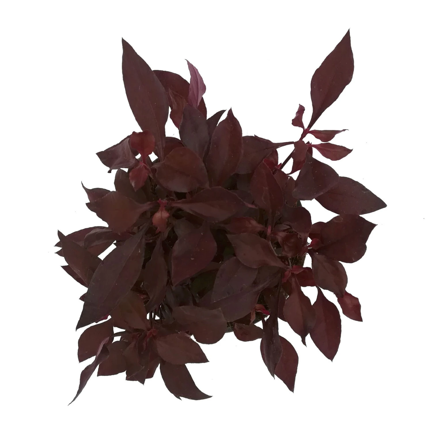 Papageienstrauch 'Choco Chili', 6er-Set, Dunkelviolett-purpurrot, Topf 12 Cm Ø 6 Papageienstrauch 'Choco Chili', 6er-Set, Dunkelviolett-purpurrot, Topf 12 Cm Ø – Bild 4