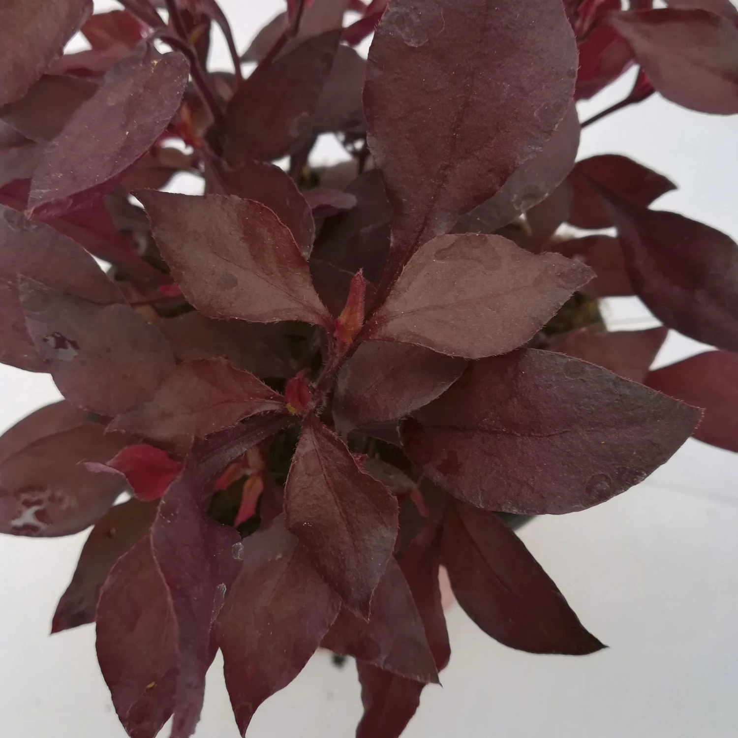 Papageienstrauch 'Choco Chili', 6er-Set, Dunkelviolett-purpurrot, Topf 12 Cm Ø 4 Papageienstrauch 'Choco Chili', 6er-Set, Dunkelviolett-purpurrot, Topf 12 Cm Ø – Bild 2