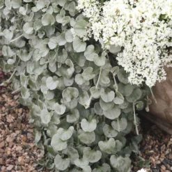 Mixtopf 'Silberstruktur', 3er-Set, Grau-silber, Topf 13 Cm Ø -Garten Saat Verkäufe 0610180163 Dichondra argentea T12 rankendhaengend Set 3Stueck1 74376