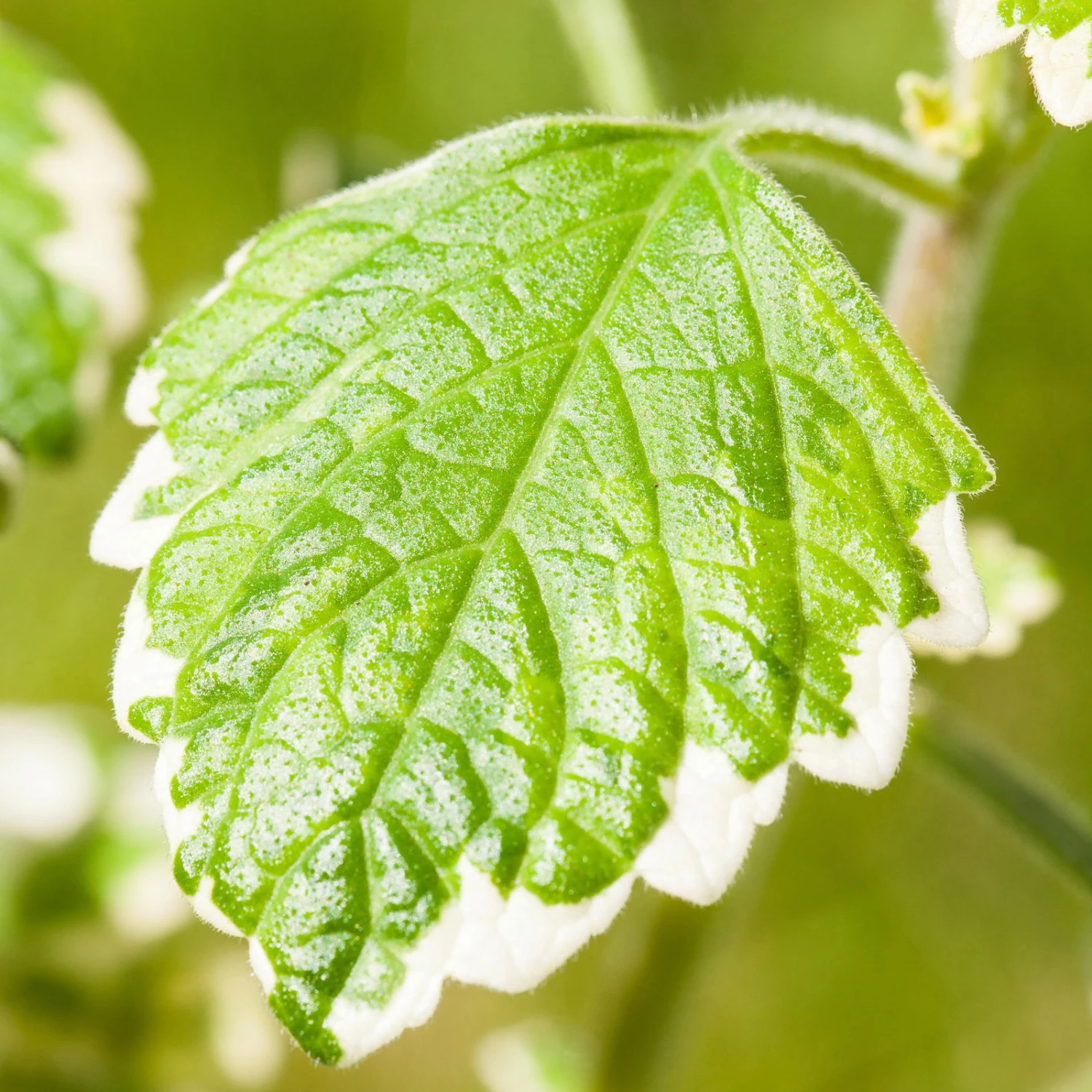 Plectranthus 'Variegata' Grün-weiß, Topf -Ø 12 Cm, 6er-Set 7 Plectranthus 'Variegata' Grün-weiß, Topf -Ø 12 Cm, 6er-Set – Bild 5