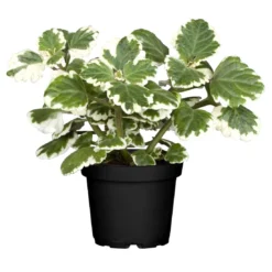 Plectranthus 'Variegata' Grün-weiß, Topf -Ø 12 Cm, 6er-Set