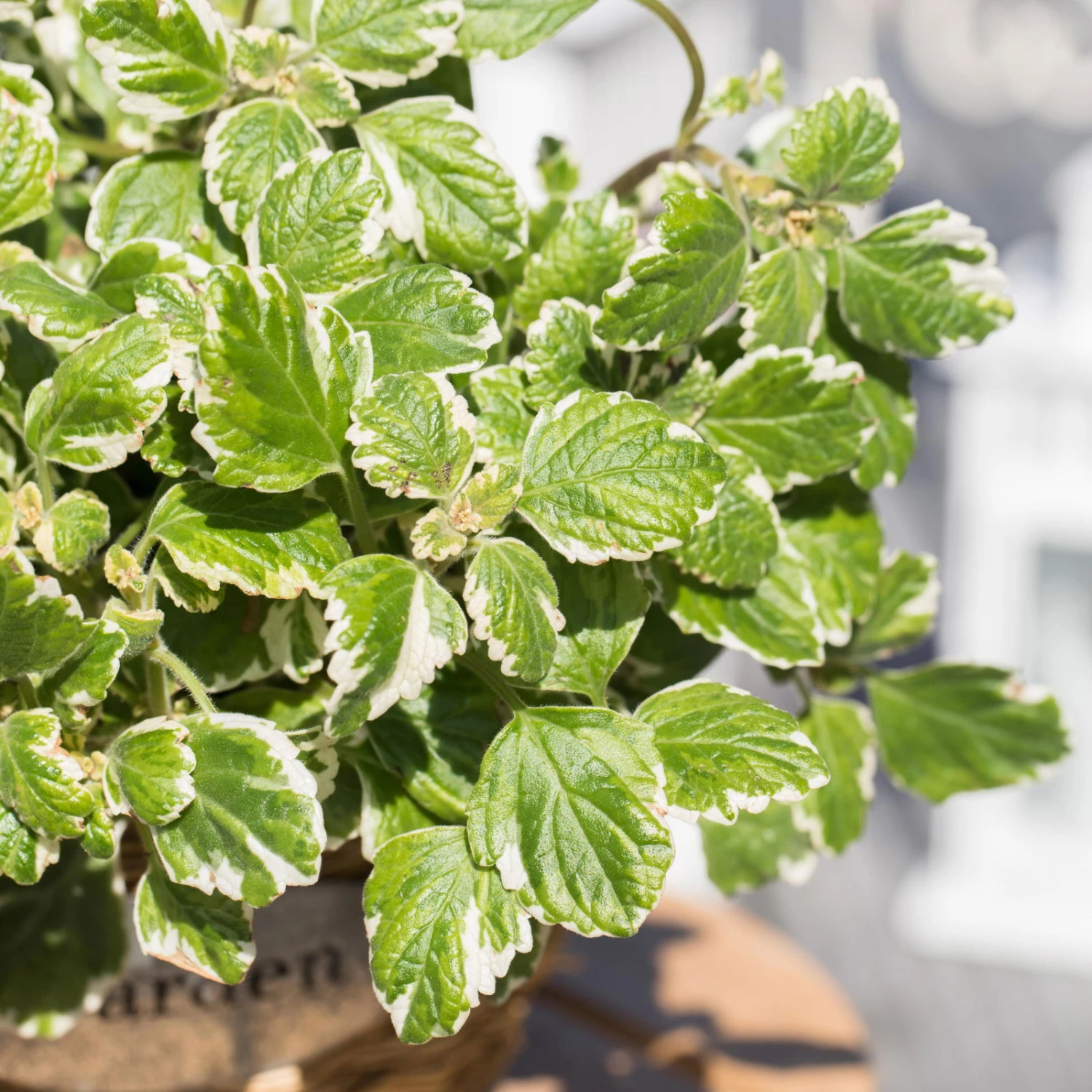 Plectranthus 'Variegata' Grün-weiß, Topf -Ø 12 Cm, 6er-Set 4 Plectranthus 'Variegata' Grün-weiß, Topf -Ø 12 Cm, 6er-Set – Bild 2