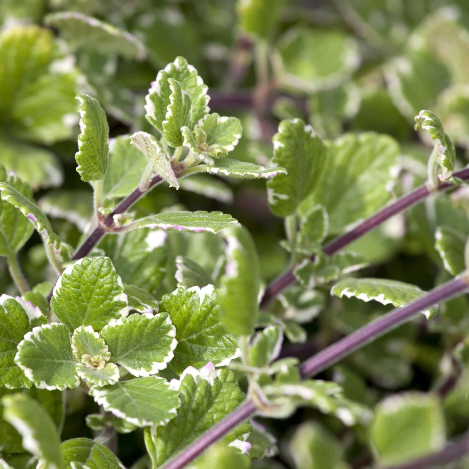 Plectranthus 'Variegata' Grün-weiß, Topf -Ø 12 Cm, 6er-Set 8 Plectranthus 'Variegata' Grün-weiß, Topf -Ø 12 Cm, 6er-Set – Bild 6