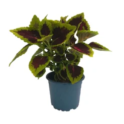 Buntnessel 'Alligator Alley', 6er-Set, Grün-pink-dunkelrot, Topf 12 Cm Ø 15 Buntnessel 'Alligator Alley', 6er-Set, Grün-pink-dunkelrot, Topf 12 Cm Ø -Garten Saat Verkäufe 0610180184 Solenostemon scut T12 Alligator Alley 6er Set 1 93128