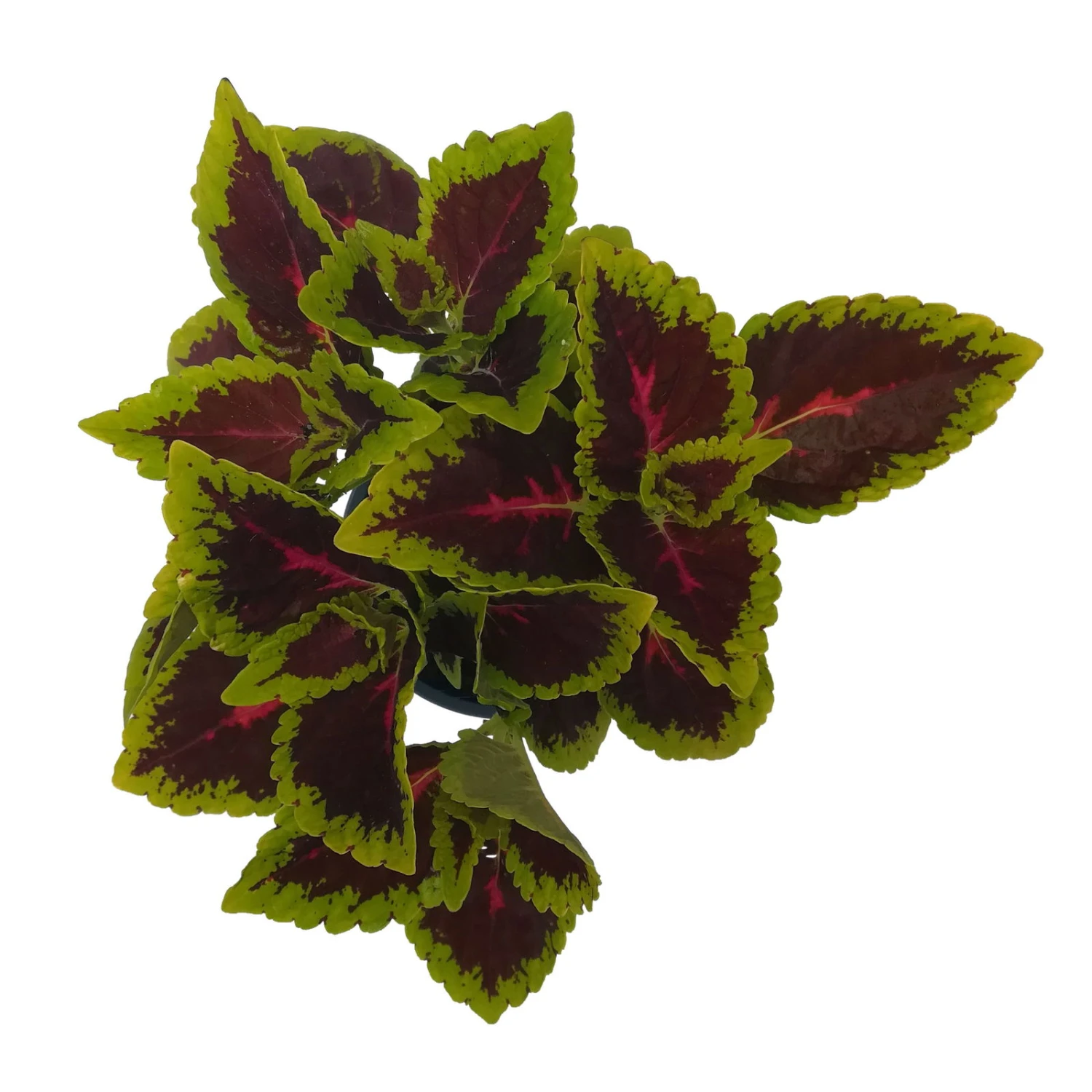 Buntnessel 'Alligator Alley', 6er-Set, Grün-pink-dunkelrot, Topf 12 Cm Ø 7 Buntnessel 'Alligator Alley', 6er-Set, Grün-pink-dunkelrot, Topf 12 Cm Ø – Bild 5