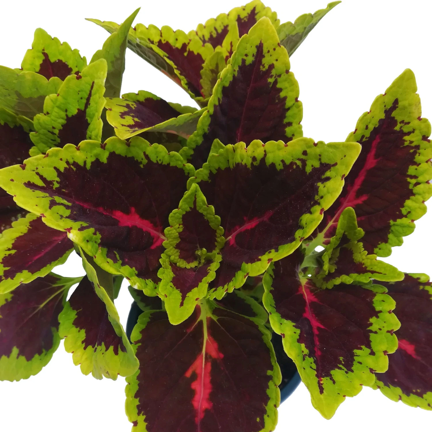 Buntnessel 'Alligator Alley', 6er-Set, Grün-pink-dunkelrot, Topf 12 Cm Ø 6 Buntnessel 'Alligator Alley', 6er-Set, Grün-pink-dunkelrot, Topf 12 Cm Ø – Bild 4