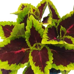 Buntnessel 'Alligator Alley', 6er-Set, Grün-pink-dunkelrot, Topf 12 Cm Ø 12 Buntnessel 'Alligator Alley', 6er-Set, Grün-pink-dunkelrot, Topf 12 Cm Ø -Garten Saat Verkäufe 0610180184 Solenostemon scut T12 Alligator Alley 6er Set 8 93125