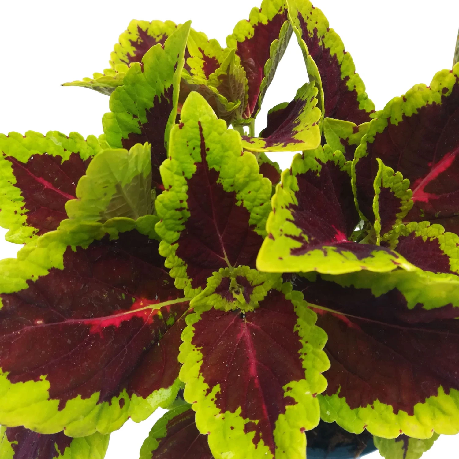 Buntnessel 'Alligator Alley', 6er-Set, Grün-pink-dunkelrot, Topf 12 Cm Ø 5 Buntnessel 'Alligator Alley', 6er-Set, Grün-pink-dunkelrot, Topf 12 Cm Ø – Bild 3