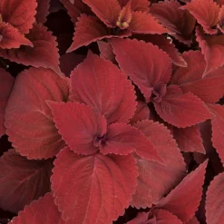 Pflanzenset 'Spätsommer-Gold' Gelb-orange, Topf-Ø 12 Cm, 4er-Set 29 Pflanzenset 'Spätsommer-Gold' Gelb-orange, Topf-Ø 12 Cm, 4er-Set -Garten Saat Verkäufe 0610180185 Solenostemon scut T1213 Beale Street Set 3Stueck 74401