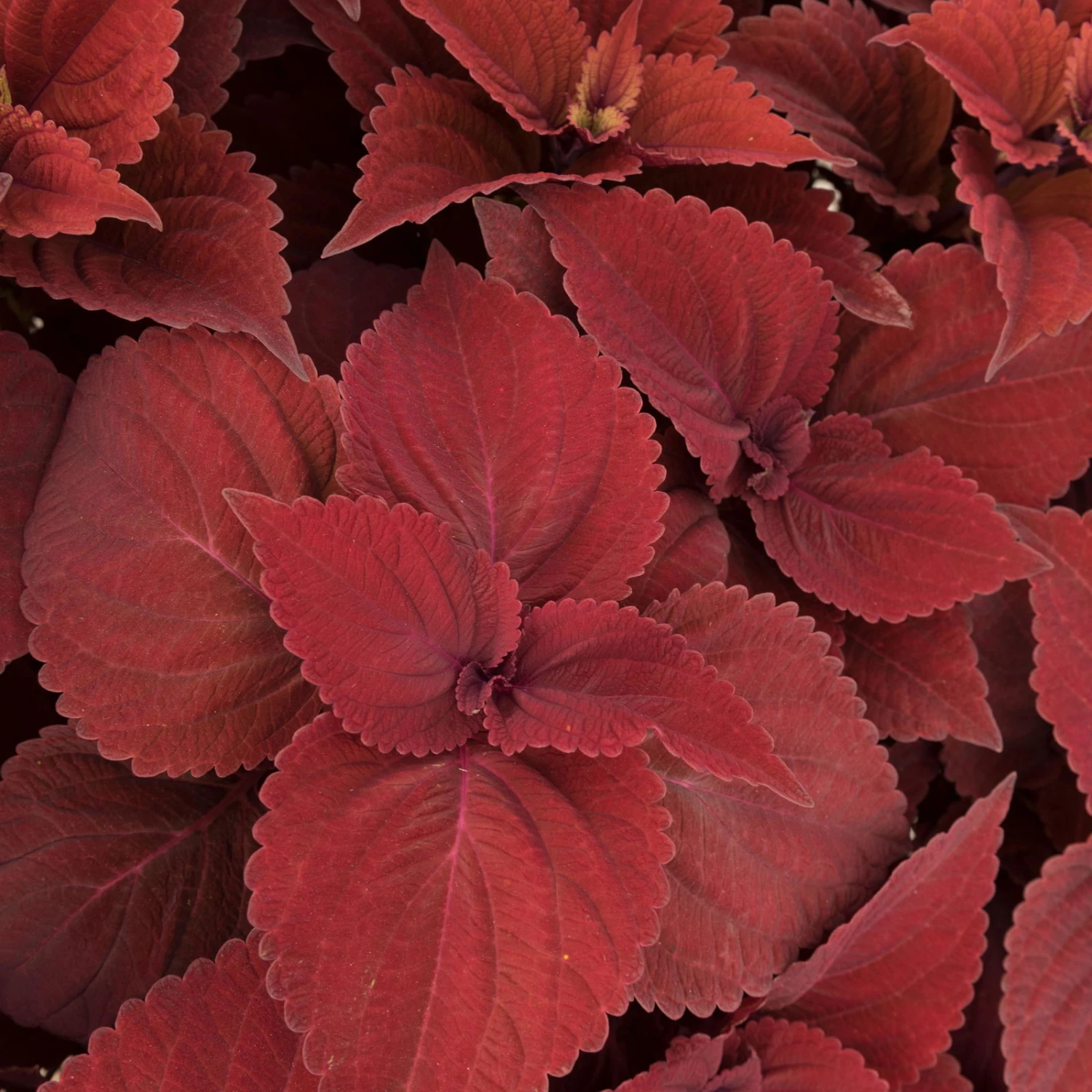 Pflanzenset 'Spätsommer-Gold' Gelb-orange, Topf-Ø 12 Cm, 4er-Set 11 Pflanzenset 'Spätsommer-Gold' Gelb-orange, Topf-Ø 12 Cm, 4er-Set – Bild 9