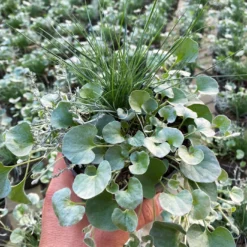 Mixtopf 'Silberstruktur', 3er-Set, Grau-silber, Topf 13 Cm Ø -Garten Saat Verkäufe 0610180261 Mixtopf Silberstruktur T12 96317