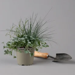 Mixtopf 'Silberstruktur', 3er-Set, Grau-silber, Topf 13 Cm Ø -Garten Saat Verkäufe 0610180315 Mixtopf Silberstruktur T1213 Festuca Caloceph Dichondra 3er Set 2 125987