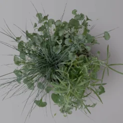 Mixtopf 'Silberstruktur', 3er-Set, Grau-silber, Topf 13 Cm Ø -Garten Saat Verkäufe 0610180315 Mixtopf Silberstruktur T1213 Festuca Caloceph Dichondra 3er Set 3 125988