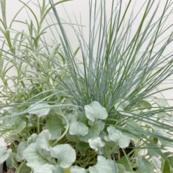 Mixtopf 'Silberstruktur', 3er-Set, Grau-silber, Topf 13 Cm Ø -Garten Saat Verkäufe 0610180315 Mixtopf Silberstruktur T1213 Festuca Caloceph Dichondra 3er Set 4 125763