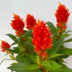 Celosia 'Kelos Fire Orange' Orange, Topf-Ø 17 Cm, 2er-Set 12 Celosia 'Kelos Fire Orange' Orange, Topf-Ø 17 Cm, 2er-Set -Garten Saat Verkäufe 0610240075 Celosia argentea T12 6er Set orange Kelos Fire Orange 5 113296