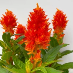 Celosia 'Kelos Fire Orange' Orange, Topf-Ø 17 Cm, 2er-Set 13 Celosia 'Kelos Fire Orange' Orange, Topf-Ø 17 Cm, 2er-Set -Garten Saat Verkäufe 0610240075 Celosia argentea T12 6er Set orange Kelos Fire Orange 6 113295