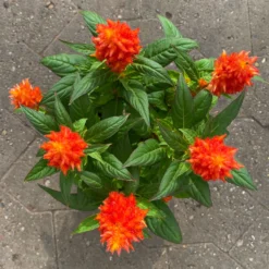 Celosia 'Kelos Fire Orange' Orange, Topf-Ø 17 Cm, 2er-Set 11 Celosia 'Kelos Fire Orange' Orange, Topf-Ø 17 Cm, 2er-Set -Garten Saat Verkäufe 0610240075 Celosia argentea T12 6er Set orange Kelos Fire Orange 7 1 123644