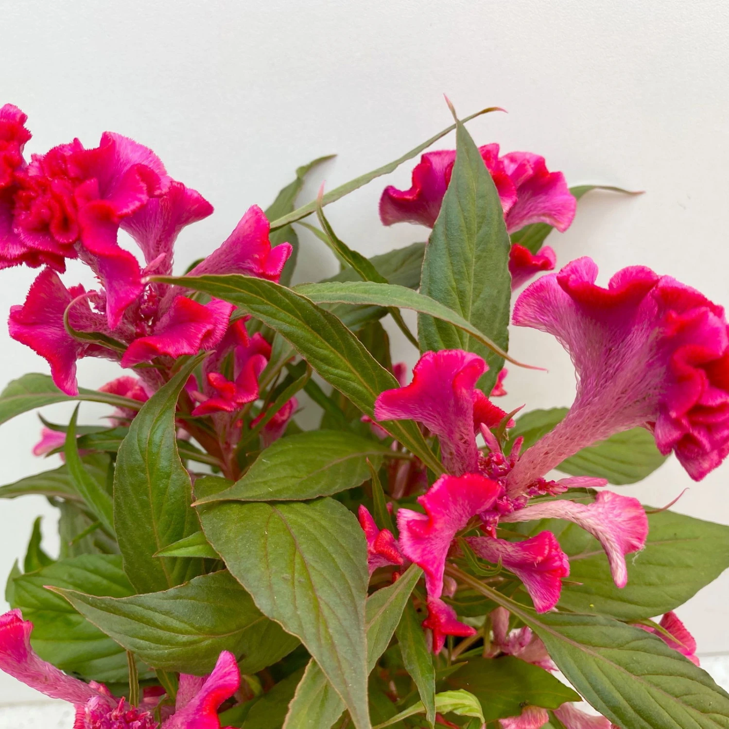 Celosia 'Hot Topic Pink' Pink, Topf-Ø 12 Cm, 6er-Set 6 Celosia 'Hot Topic Pink' Pink, Topf-Ø 12 Cm, 6er-Set – Bild 4