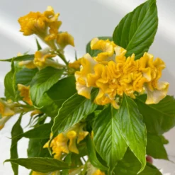 Celosia 'Hot Topic Yellow' Gelb, Topf-Ø 12 Cm, 6er-Set -Garten Saat Verkäufe 0610240077 Celosia argentea T12 6er Set Hot Topic Yellow 3 113300