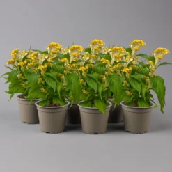 Celosia 'Hot Topic Yellow' Gelb, Topf-Ø 12 Cm, 6er-Set -Garten Saat Verkäufe 0610240090 Celosia argentea T12 6er Set Hot Topic Yellow 2 123656