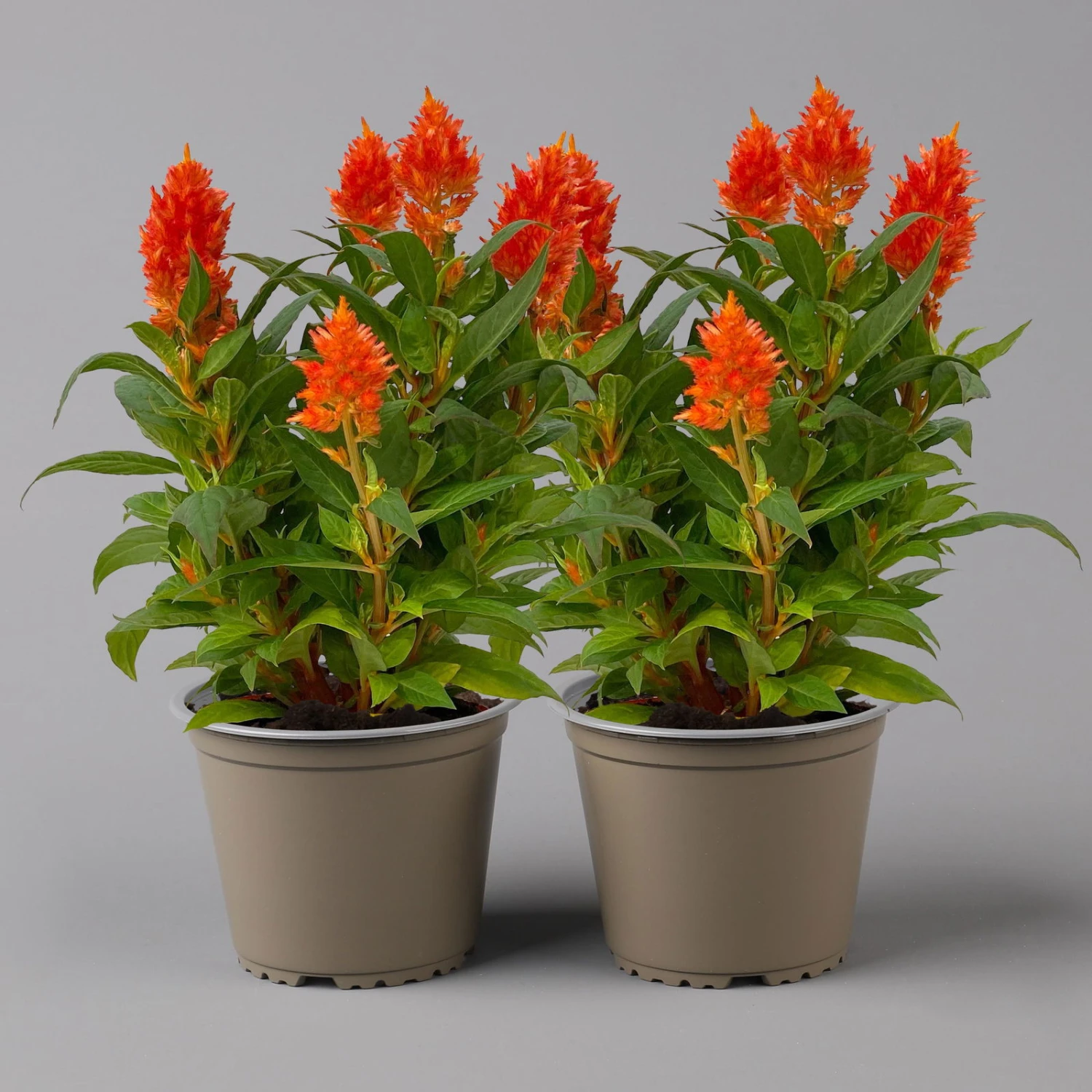Celosia 'Kelos Fire Orange' Orange, Topf-Ø 17 Cm, 2er-Set 4 Celosia 'Kelos Fire Orange' Orange, Topf-Ø 17 Cm, 2er-Set – Bild 2