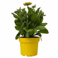Sonnenhut Gelb, Topf-Ø 21 Cm -Garten Saat Verkäufe 0610360016 Rudbeckia hirta T21 gelb 2 114159