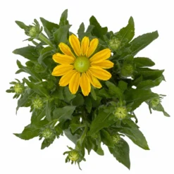 Sonnenhut Gelb, Topf-Ø 21 Cm -Garten Saat Verkäufe 0610360016 Rudbeckia hirta T21 gelb 3 114160