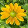 Sonnenhut Gelb, Topf-Ø 21 Cm -Garten Saat Verkäufe 0610360016 Rudbeckia hirta T21 gelb 5 114141