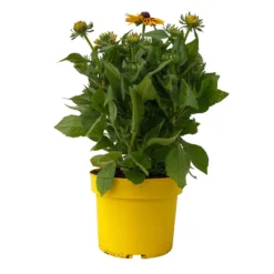 Sonnenhut Gelb-orange, Topf-Ø 21 Cm -Garten Saat Verkäufe 0610360022 Rudbeckia hirta zweifarbig gelb orange 3 112686