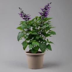 Pfirsichsalbei Purpurlila, Topf-Ø 21 Cm, Höhe Ca. 40 Cm -Garten Saat Verkäufe 0610370085 Salvia T21 purple H 40 cm 2 125917