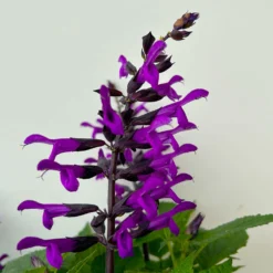 Pfirsichsalbei Purpurlila, Topf-Ø 21 Cm, Höhe Ca. 40 Cm -Garten Saat Verkäufe 0610370085 Salvia T21 purple 5 n 125841