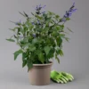 Pfirsichsalbei Blau, Topf-Ø 21 Cm, Höhe Ca. 40 Cm 2 Pfirsichsalbei Blau, Topf-Ø 21 Cm, Höhe Ca. 40 Cm -Garten Saat Verkäufe 0610370087 Salvia T21 Blue H40cm 1 125991