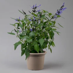 Pfirsichsalbei Blau, Topf-Ø 21 Cm, Höhe Ca. 40 Cm -Garten Saat Verkäufe 0610370087 Salvia T21 Blue H40cm 2 125992