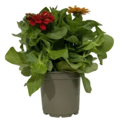 Zinnie 'Trio' Bunt, Mix Nach Verfügbarkeit, Topf-Ø 12 Cm, 6er-Set 11 Zinnie 'Trio' Bunt, Mix Nach Verfügbarkeit, Topf-Ø 12 Cm, 6er-Set -Garten Saat Verkäufe 0610420117 Zinnia elegans Trio T13 nach Verfuegbarkeit 6er Set 10 112497