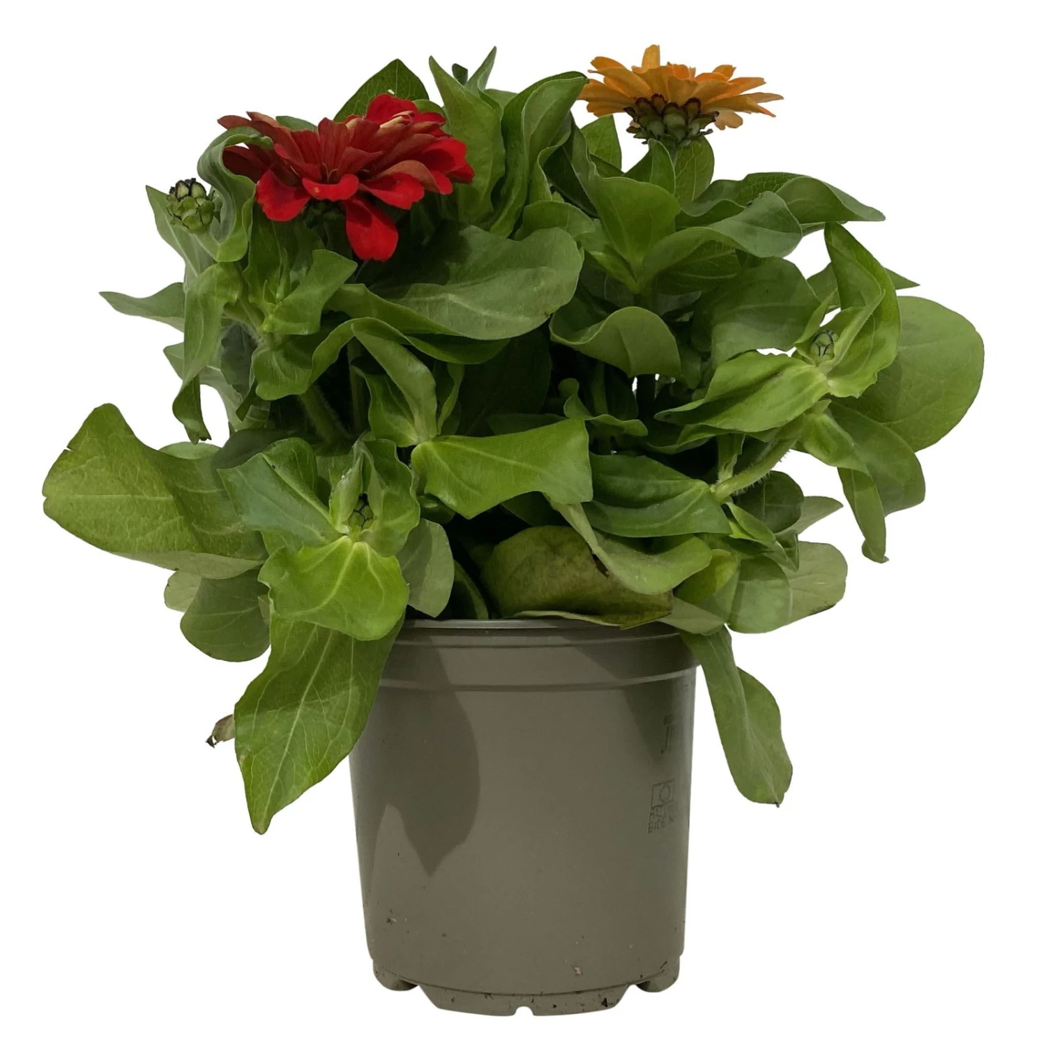 Zinnie 'Trio' Bunt, Mix Nach Verfügbarkeit, Topf-Ø 12 Cm, 6er-Set 4 Zinnie 'Trio' Bunt, Mix Nach Verfügbarkeit, Topf-Ø 12 Cm, 6er-Set – Bild 2