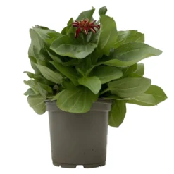 Zinnie 'Trio' Bunt, Mix Nach Verfügbarkeit, Topf-Ø 12 Cm, 6er-Set 12 Zinnie 'Trio' Bunt, Mix Nach Verfügbarkeit, Topf-Ø 12 Cm, 6er-Set -Garten Saat Verkäufe 0610420117 Zinnia elegans Trio T13 nach Verfuegbarkeit 6er Set 1 112498