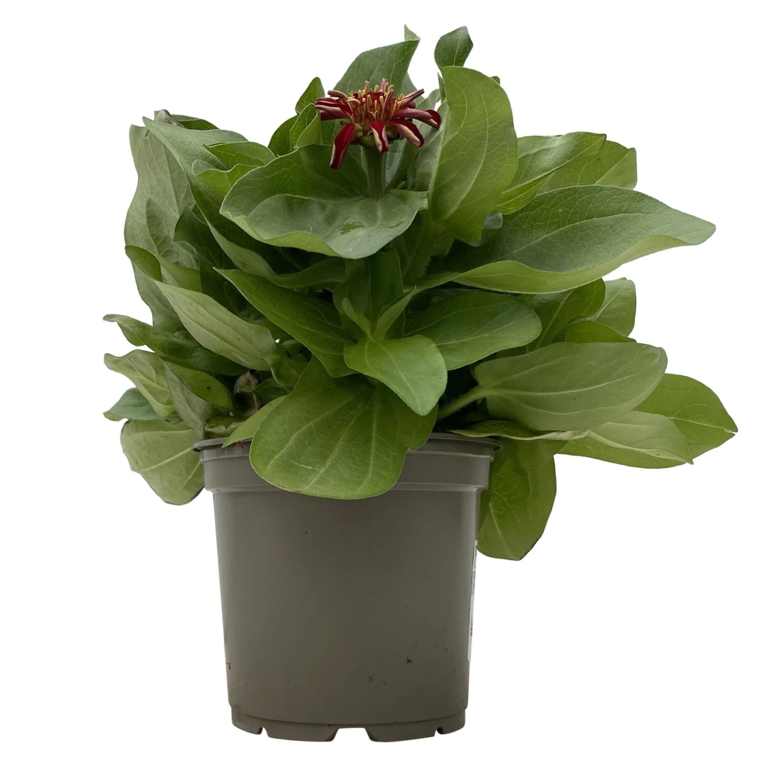 Zinnie 'Trio' Bunt, Mix Nach Verfügbarkeit, Topf-Ø 12 Cm, 6er-Set 5 Zinnie 'Trio' Bunt, Mix Nach Verfügbarkeit, Topf-Ø 12 Cm, 6er-Set – Bild 3