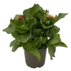 Zinnie 'Trio' Bunt, Mix Nach Verfügbarkeit, Topf-Ø 12 Cm, 6er-Set 13 Zinnie 'Trio' Bunt, Mix Nach Verfügbarkeit, Topf-Ø 12 Cm, 6er-Set -Garten Saat Verkäufe 0610420117 Zinnia elegans Trio T13 nach Verfuegbarkeit 6er Set 6 112499