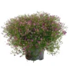 Schleierkraut Rosa, Topf-Ø 12/13 Cm 2 Schleierkraut Rosa, Topf-Ø 12/13 Cm -Garten Saat Verkäufe 0610710079 Gypsophila muralis rosa 6er Set 2 112730
