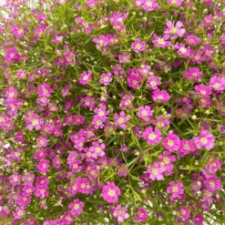 Schleierkraut Rosa, Topf-Ø 12/13 Cm -Garten Saat Verkäufe 0610710079 Gypsophila muralis rosa 6er Set 5 112662