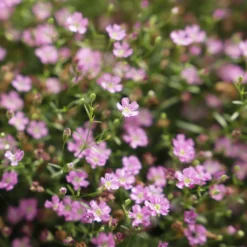 Schleierkraut Rosa, Topf-Ø 12/13 Cm -Garten Saat Verkäufe 0610710079 Gypsophila muralis rosa 6er Set 111875