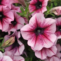 Petunie 'Sweetunia® Burgundy Gem' Rosa Geadert, Hängend, Topf-Ø 13 Cm, 6er-Set -Garten Saat Verkäufe 0613170022 KB Petunia T13 Burgundy Gem geadert 50775