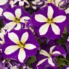 Petunie 'Crazytunia® Lucky Lilac' Lila-weiß, Hängend, Topf-Ø 13 Cm,6er-Set -Garten Saat Verkäufe 0613170049 KB Petunia T13 Lucky Lilac 75879