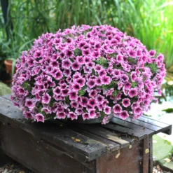 Petunie 'Sweetunia® Burgundy Gem' Rosa Geadert, Hängend, Topf-Ø 13 Cm, 6er-Set -Garten Saat Verkäufe 0613170055 KB Petunia T13 Burgundy Gem1 75892