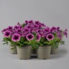 Petunie 'Sweetunia® Burgundy Gem' Rosa Geadert, Hängend, Topf-Ø 13 Cm, 6er-Set -Garten Saat Verkäufe 0613170140 Petunia T13 Burgundy Gem geadert 6er Set set 122582